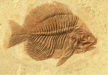 Fossil photo