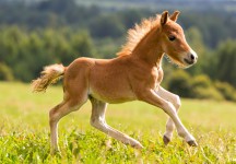 Horse photo