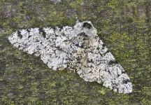 Peppered moth photo