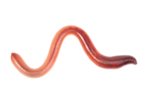 Worm photo